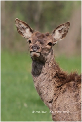 <p>JELEN LESNÍ (Cervus elaphus) Šluknovsko - Valdek /Red deer - Rothirsch/</p>